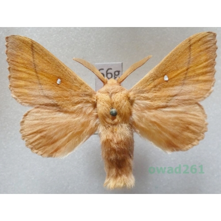 Odonestis pruni (Linnaeus, 1758) male Czech66g